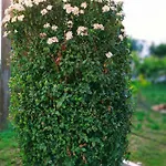 Dalia Вилла *