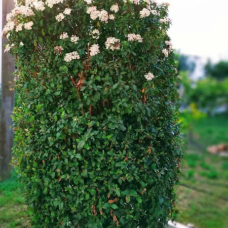 Dalia 빌라 *