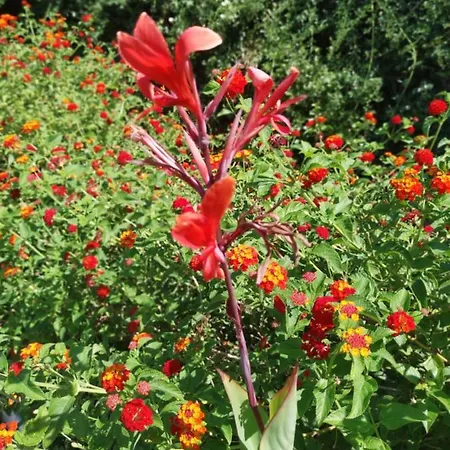 Dalia * Archangelos (Rhodes)