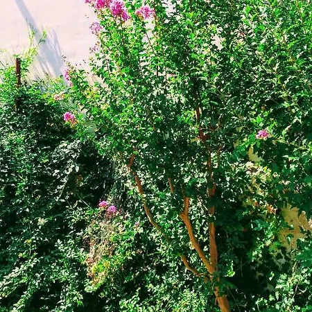 Villa Dalia Archangelos (Rhodes)