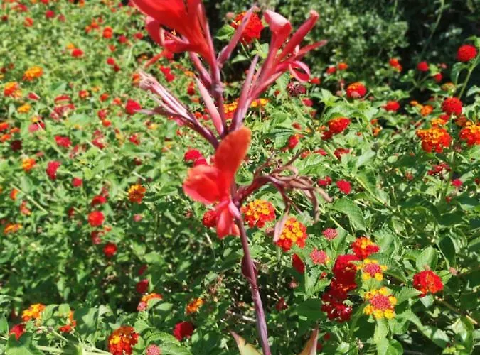 Dalia * Archangelos (Rhodes)