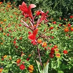 Dalia * Αρχάγγελος
