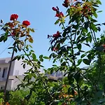 Dalia Βίλα