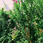 Βίλα Dalia Αρχάγγελος