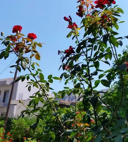 Dalia וילה